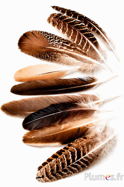 Fazant van Colchis - 15-25 cm - natuurlijk mix